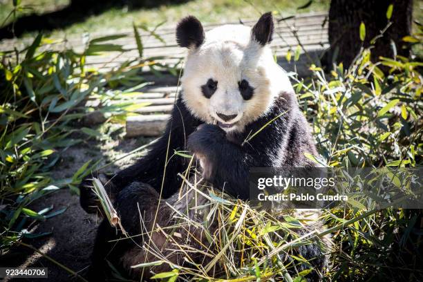 Panda Xing Bao eating bamboo during an official act for the conservation of giant panda bears at the Zoo Aquarium on February 23, 2018 in Madrid,...
