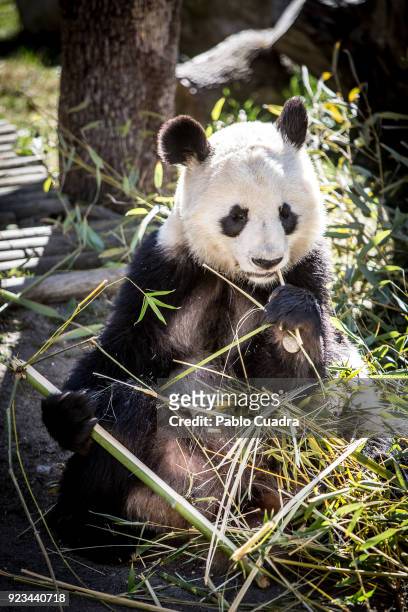 Panda Xing Bao eating bamboo during an official act for the conservation of giant panda bears at the Zoo Aquarium on February 23, 2018 in Madrid,...