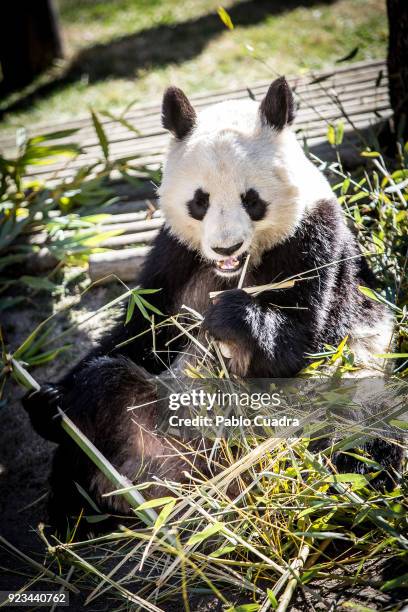 Panda Xing Bao eating bamboo during an official act for the conservation of giant panda bears at the Zoo Aquarium on February 23, 2018 in Madrid,...