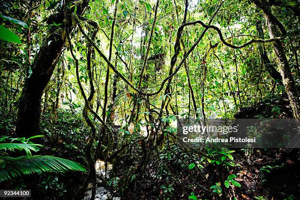 Plants that thrive in the primary rainforest of Danum Valley Park, in the state of Sabah, Borneo island, Malaysia.