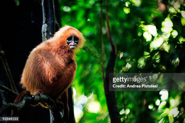 Red Leaf Monkey in primary forest in Danum Valley Park, in the state of Sabah, Borneo island, Malaysia.