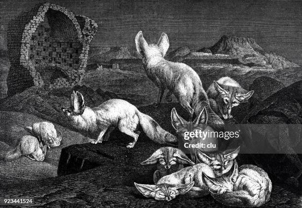 desert foxes at night - fennec fox night stock illustrations