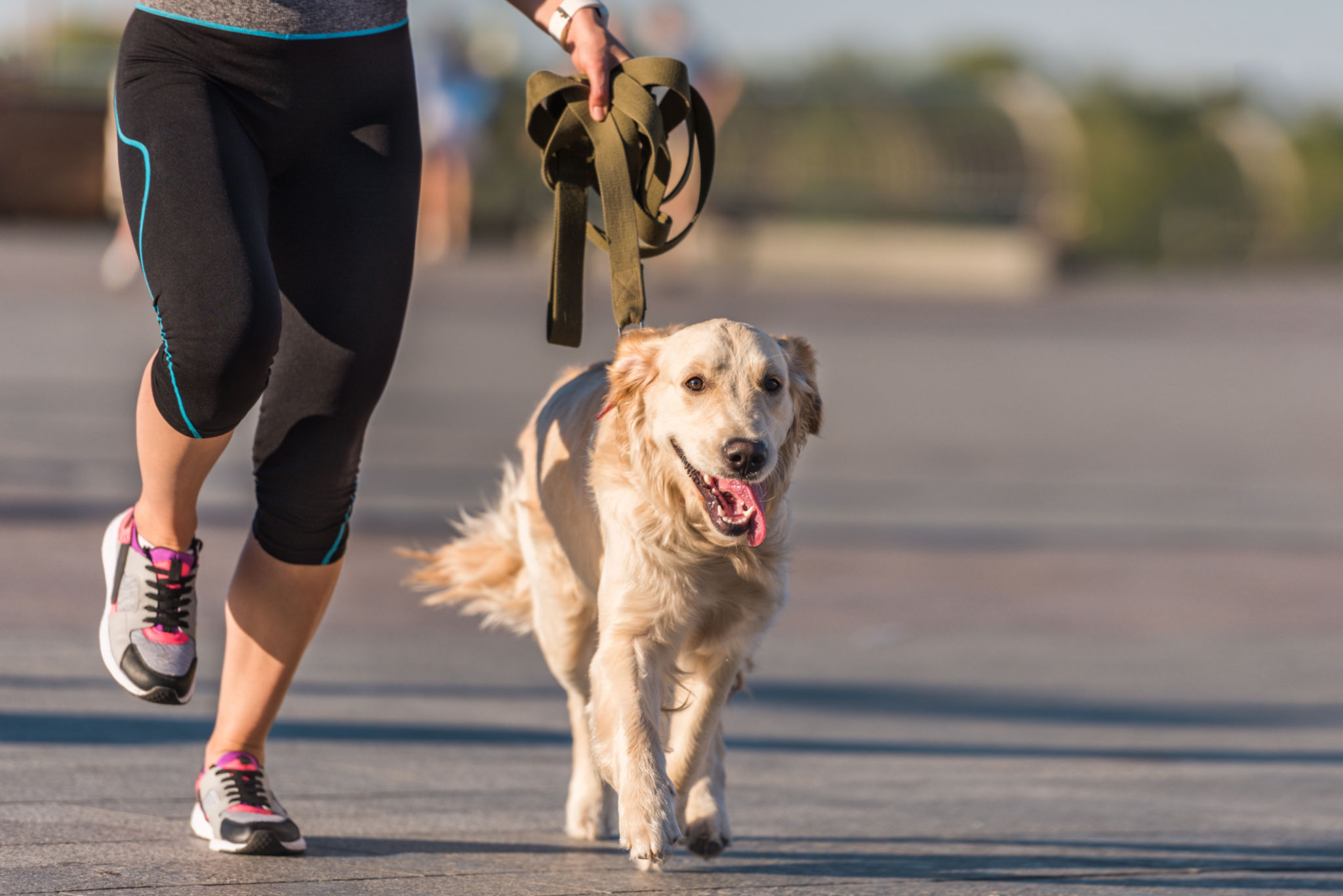 golden retriever exercise