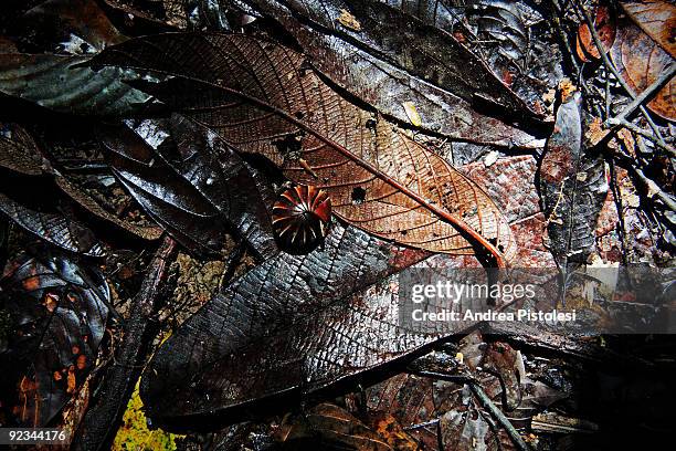 Galleyworm in primary Forest in Danum Valley Park, in the state of Sabah, Borneo island, Malaysia.