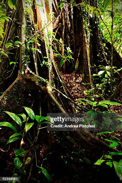 Plants that thrive in the primary rainforest of Danum Valley Park, in the state of Sabah, Borneo island, Malaysia.