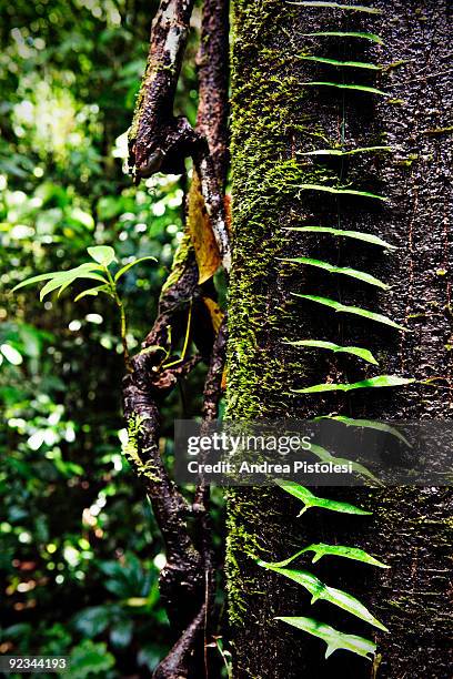 Plants that thrive in the primary rainforest of Danum Valley Park, in the state of Sabah, Borneo island, Malaysia.