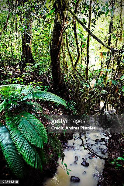 Plants that thrive in the primary rainforest of Danum Valley Park, in the state of Sabah, Borneo island, Malaysia.