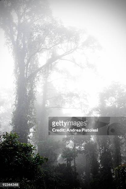 Suspension Bridge among secular trees in Danum Valley Park, in the state of Sabah, Borneo island, Malaysia. (Photo by Andrea Pistolesi/Getty