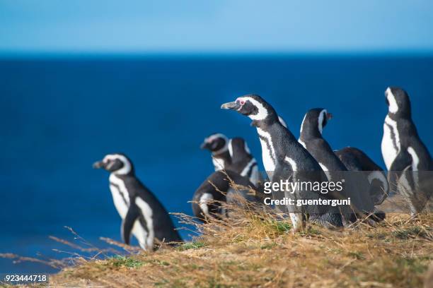 magellanic penguins, patagonia - penguin south america stock pictures, royalty-free photos & images