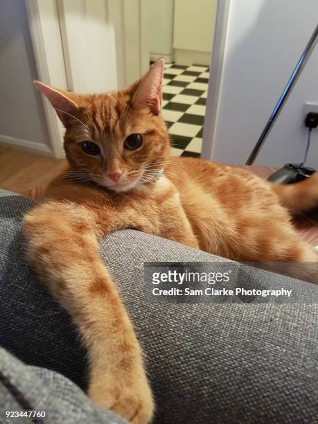 ginger kitten cat poses for her photos - hitchin stock pictures, royalty-free photos & images