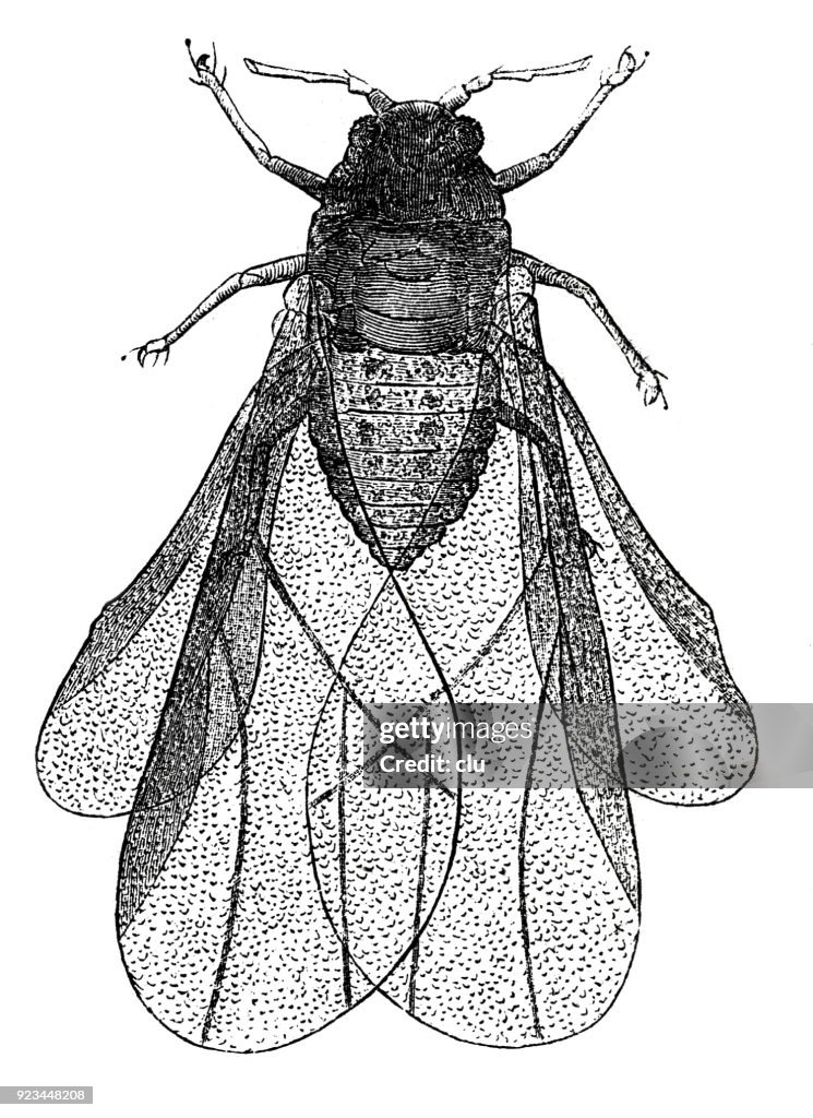 Verms Insect Vermin Close Up High-Res Vector Graphic - Getty Images