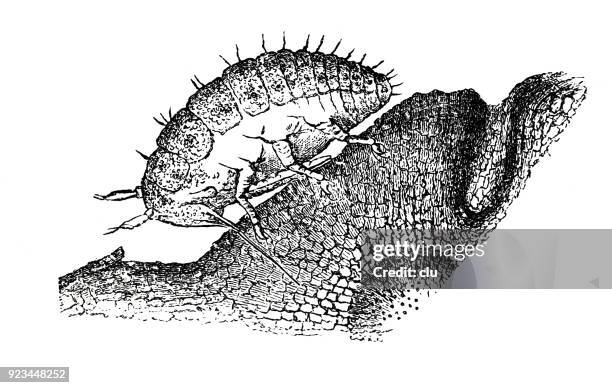 vermin close up - termites stock illustrations
