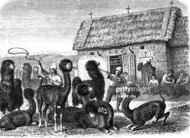 alpaca herd at the farm - sheep wool stock illustrations