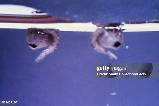 Mosquito pupae in between the larval and the adult stage, 1972. Image courtesy Centers for Disease Control .