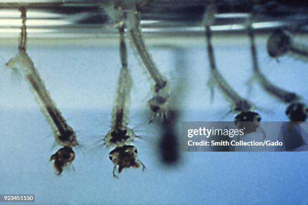 Mosquito larvae rest suspended diagonally from the water surface, 1972. Image courtesy Centers for Disease Control .