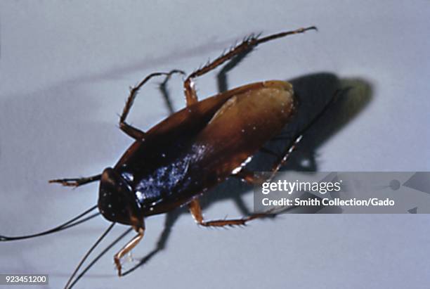 Adult cockroach, a carrier of pathogens to food and numerous diseases, close-up view, 1972. Image courtesy Centers for Disease Control .