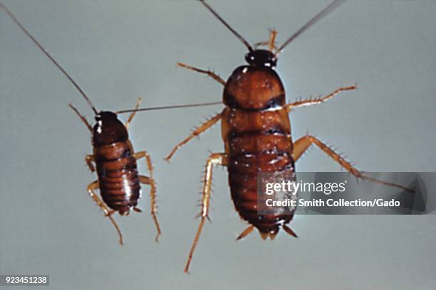 Pair of nymph cockroaches, carriers of pathogens to food and numerous diseases, 1972. Image courtesy Centers for Disease Control .