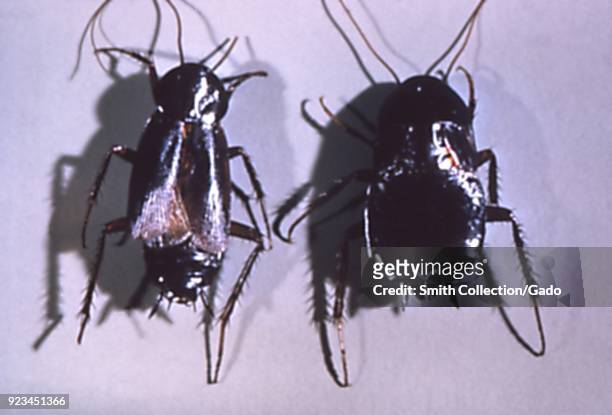 Pair of oriental cockroaches found in a migrant labor camp, 1972. Image courtesy Centers for Disease Control .