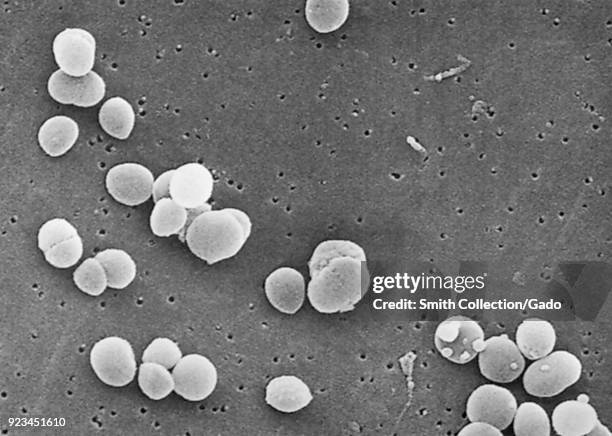 Gram-positive Staphylococcus aureus bacteria revealed in a scanning electron microscopic image, 2003. Image courtesy Centers for Disease Control .