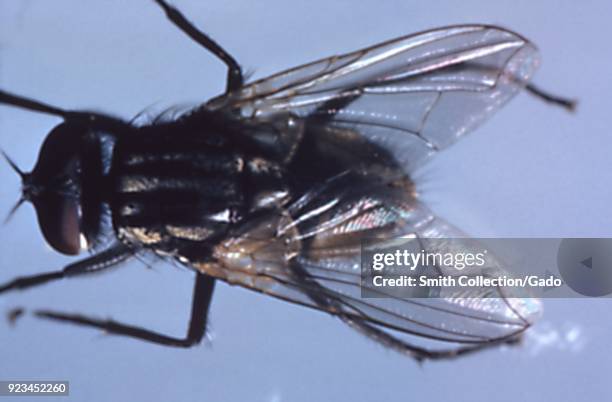 Fly a carrier of typhoid, cholera, dysentery, and diarrhea, found in migrant labor camps, 1972. Image courtesy Centers for Disease Control .