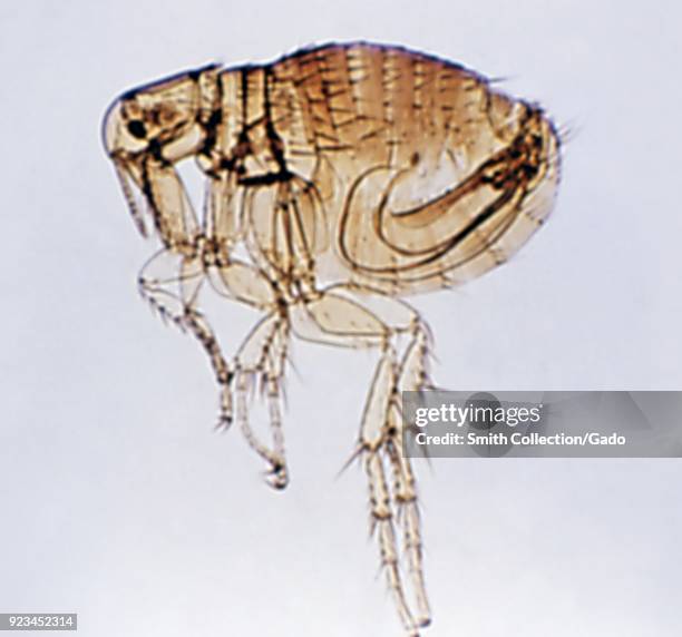 Morphological characteristics of a rodent flea, carrier of a Rickettsia typhi bacteria, 1972. Image courtesy Centers for Disease Control .