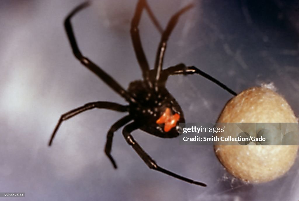 Black Widow