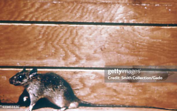 Roof rat or black rat , a carrier of the Yersinia pestis plague bacterium, 1972. Image courtesy Centers for Disease Control .