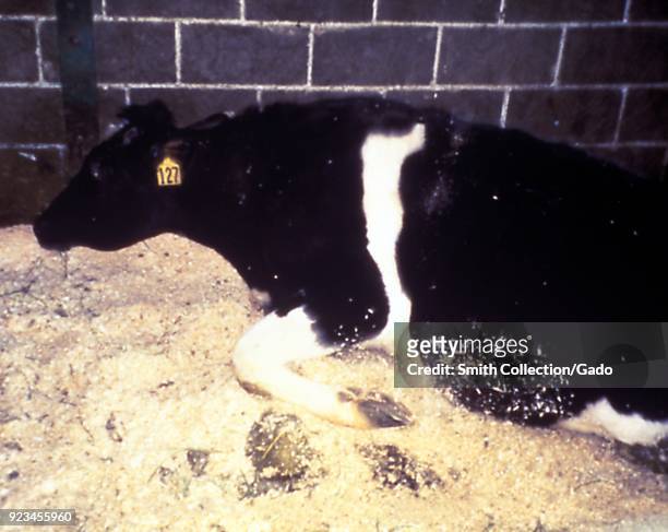 Cow resting on the pile of sawdust, affected by Bovine spongiform encephalopathy , commonly known as mad cow disease, 2003. Image courtesy U.S. Dept....