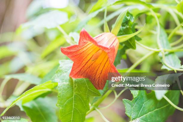 canarina canariensis - kronblatt stock-fotos und bilder