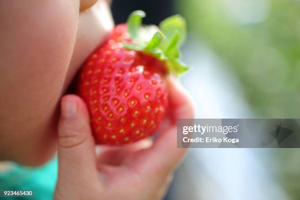 girl eating strawberry of strawberry picking - child eating juicy stock pictures, royalty-free photos & images