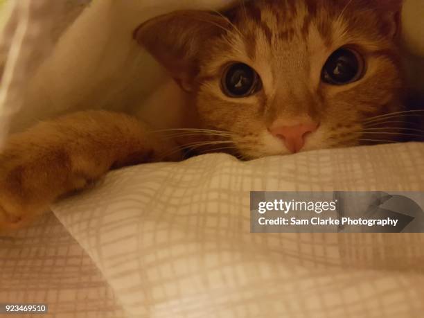 ginger kitten cat poses for her photos - hitchin stock pictures, royalty-free photos & images