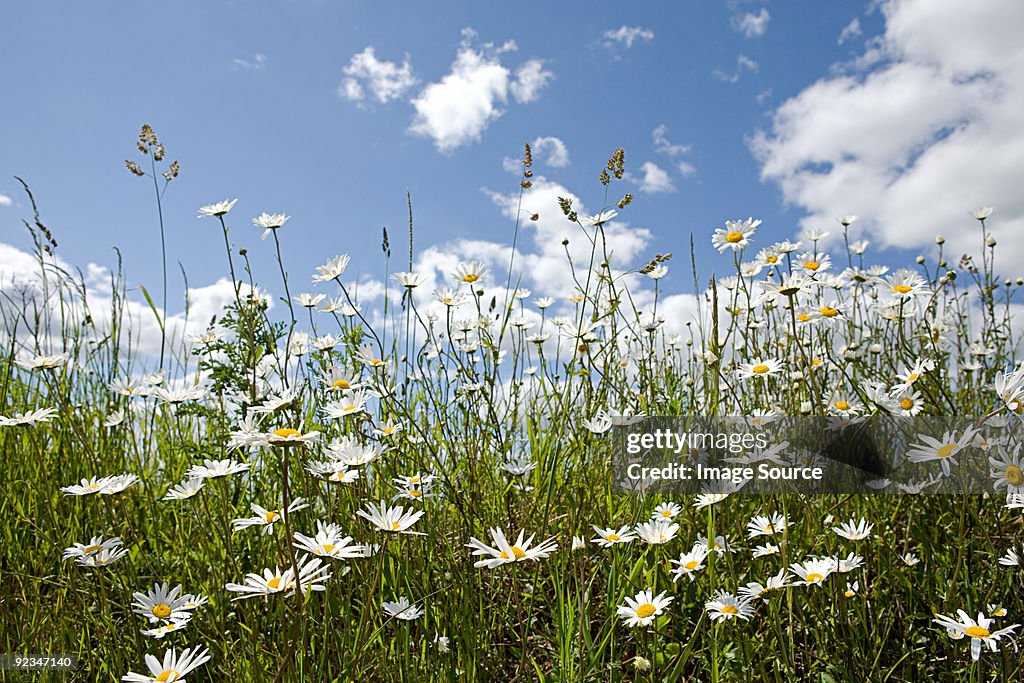 Field of daisies