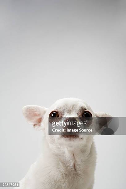 chihuahua - chihuahua - dog stockfoto's en -beelden