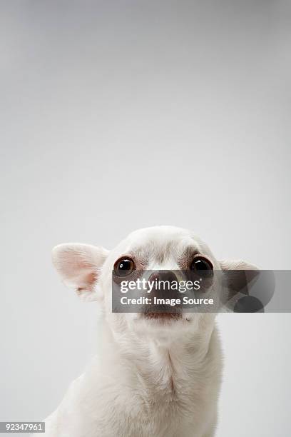 chihuahua - chihuahua dog stock pictures, royalty-free photos & images