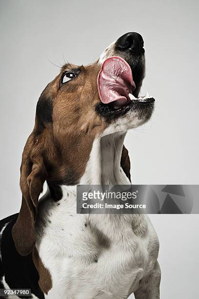 basset hound sticking out tongue - hund freisteller stock-fotos und bilder