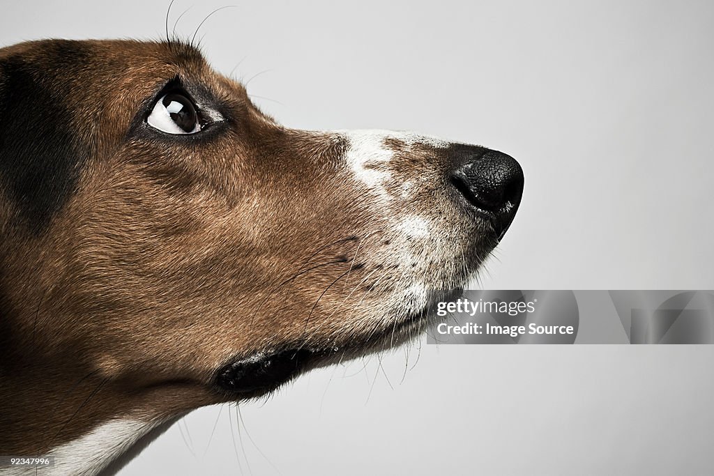 Head of basset hound