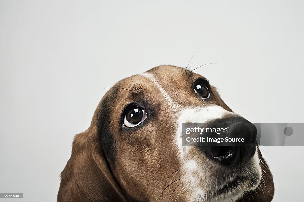 Basset hound looking up