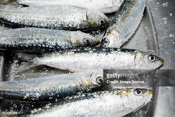 sardines - sardine imagens e fotografias de stock