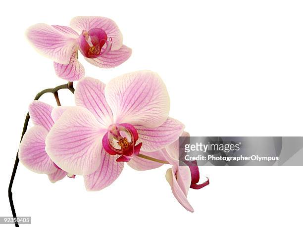 pink orchid on white - moth orchid stock pictures, royalty-free photos & images