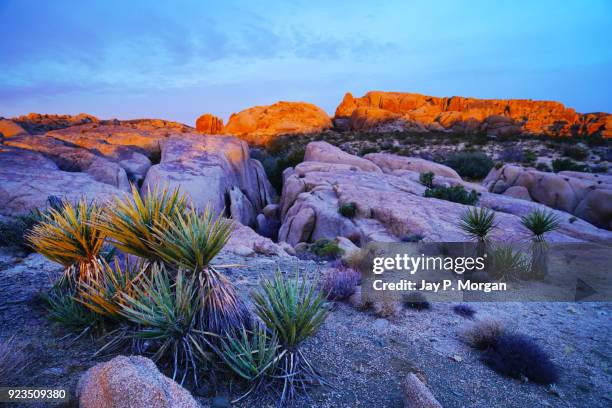 joshua tree outdoor scenic landscape - joshua tree rock stock pictures, royalty-free photos & images