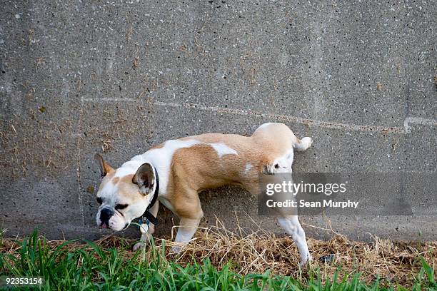 dog peeing on wall - peeing stockfoto's en -beelden