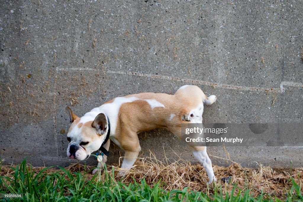 Dog peeing on wall