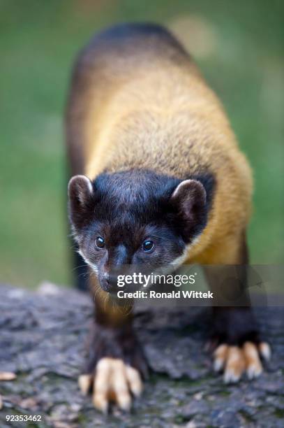 martes flavigula, yellow-throated marten - martes 個照片及圖片檔