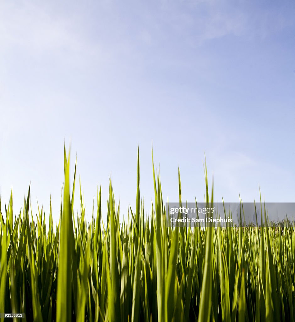 Rice Field and Sky