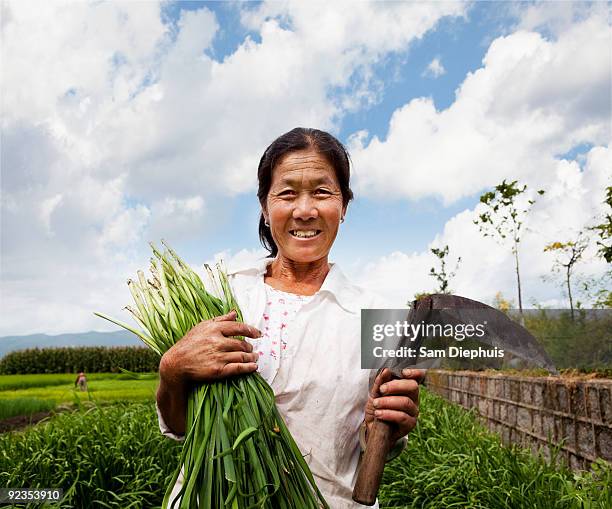 rice field worker - paddy fields yunnan stock-fotos und bilder