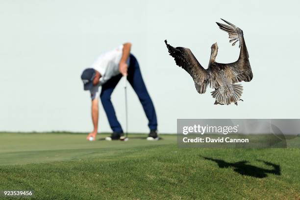 Pelican lands near to Jim Furyk of the United States on teh 16th green during the second round of the 2018 Honda Classic on The Champions Course at...