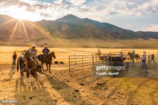 gruppe von cowboys und cowgirls, die bewachung der rinderherden - rancher stock-fotos und bilder