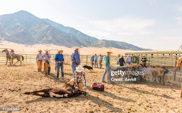 farmers roping cattle for castration - human castration stock pictures, royalty-free photos & images