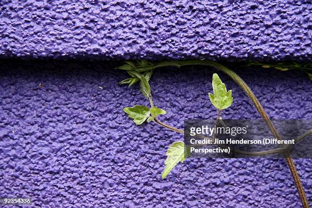 purple texture wall with green plant - jim henderson stock pictures, royalty-free photos & images