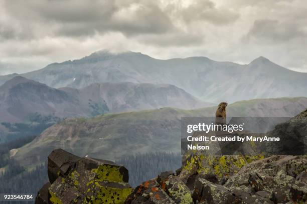 alert marmot on a rock with mountains - woodchuck stock-fotos und bilder